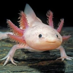 Class logo of 26-M300 G2 Opal – Saphire  