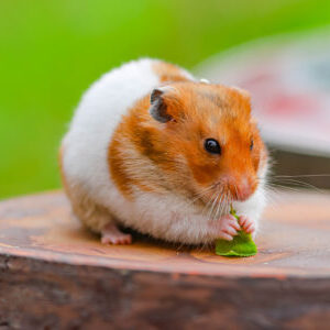 Class logo of 26-T300 G1 Sapphire B – Saphire